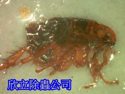 家裡有白蟻怎麼處理